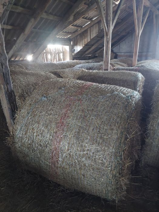 Słoma pszenżytnia/pszenna