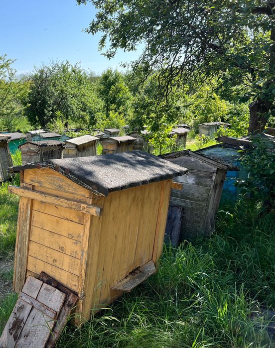 Sprzedam ule z pszczołami