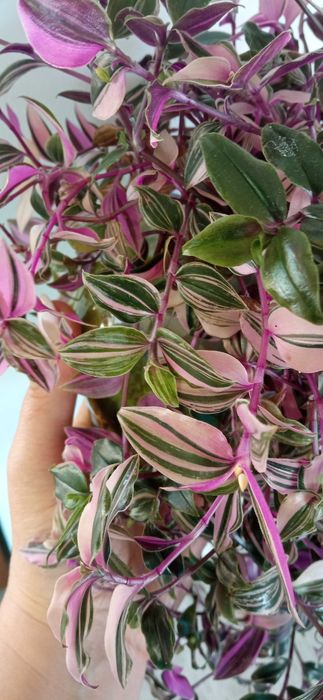 Rośliny doniczkowe kwiaty trzykrotki kolorowe zielone.