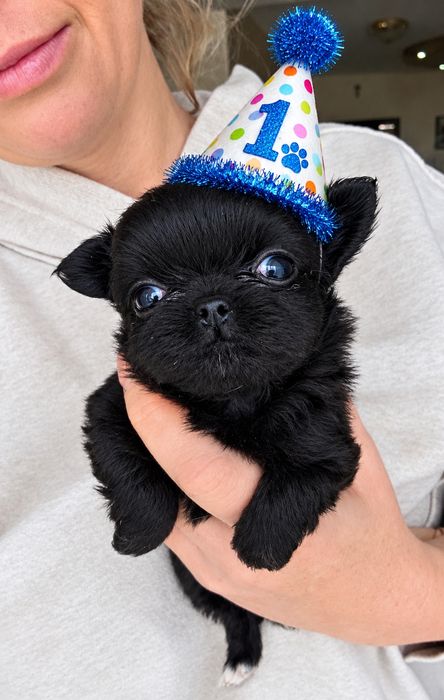 Chihuahua długowłosa dziewczynka czarna