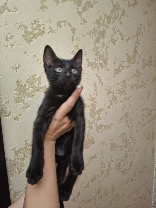 Віддам кошенят ,хлопчики