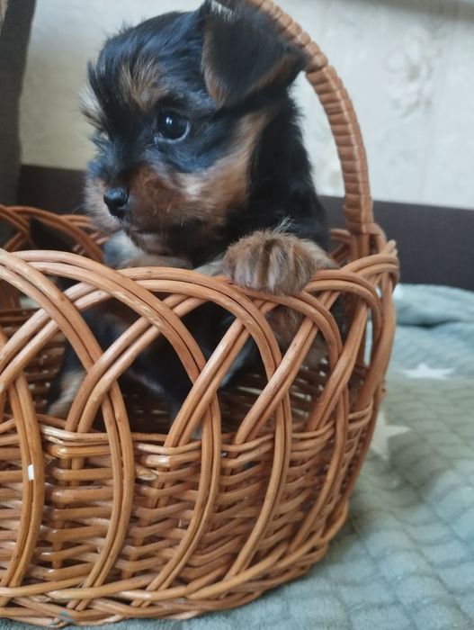 Міні йорки,дівчинка