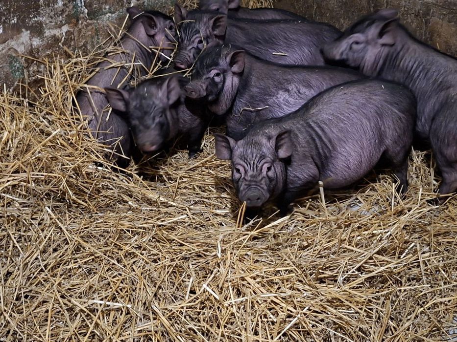 Вьетнамские поросята