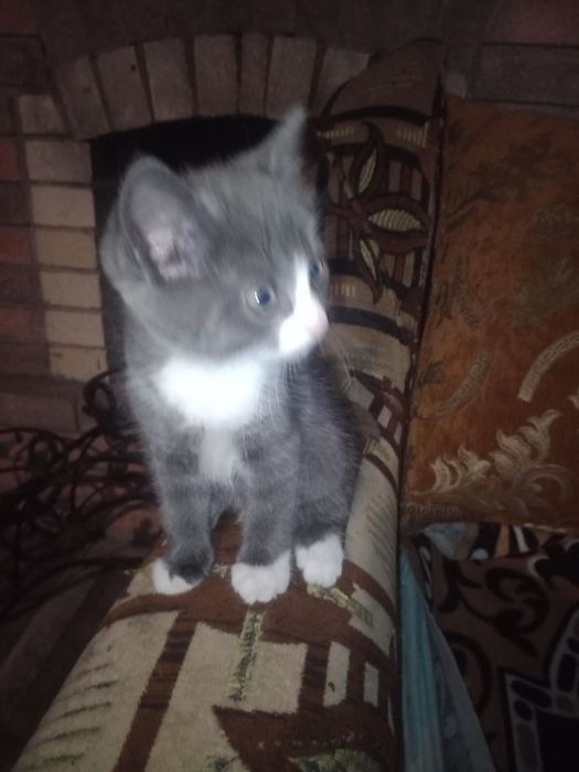 Віддам котят безкоштовно