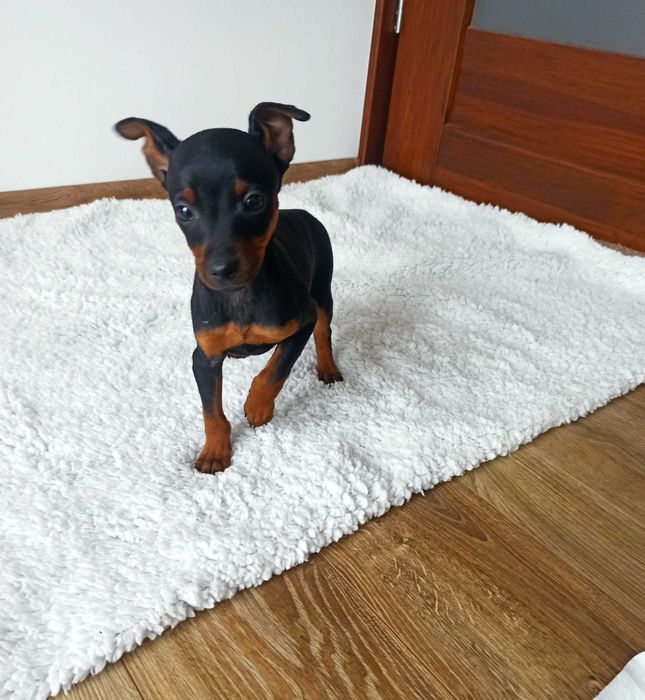 PINCZER piesek miniaturowy ratlerek  szczenię