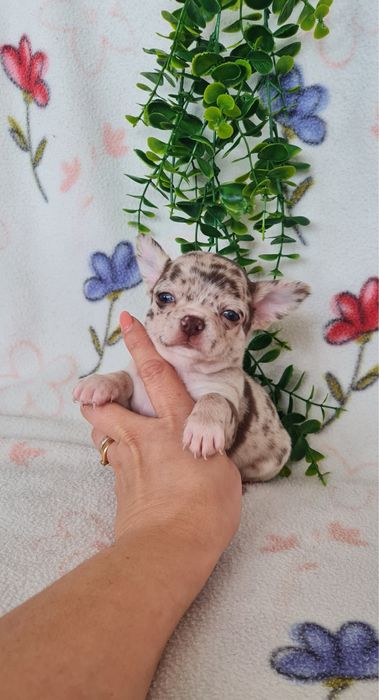 Excecional mini menino Chihuahua/Chiuaua de Qualidad,LinhagemRussa