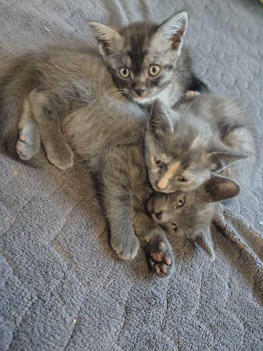котенятка по 2 місяці