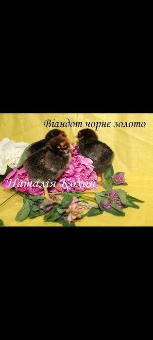 Віандот,інкубаційне яйце