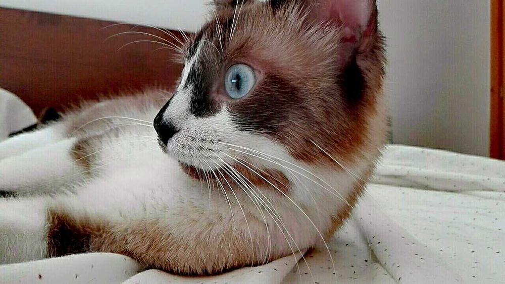 Adoção gatinho macho