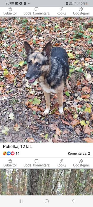 Psiaki słodziaki w potrzebie dla.milosnikow kundelkoe