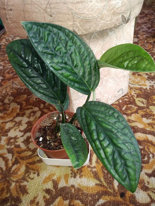 Монстера карстеніанум.