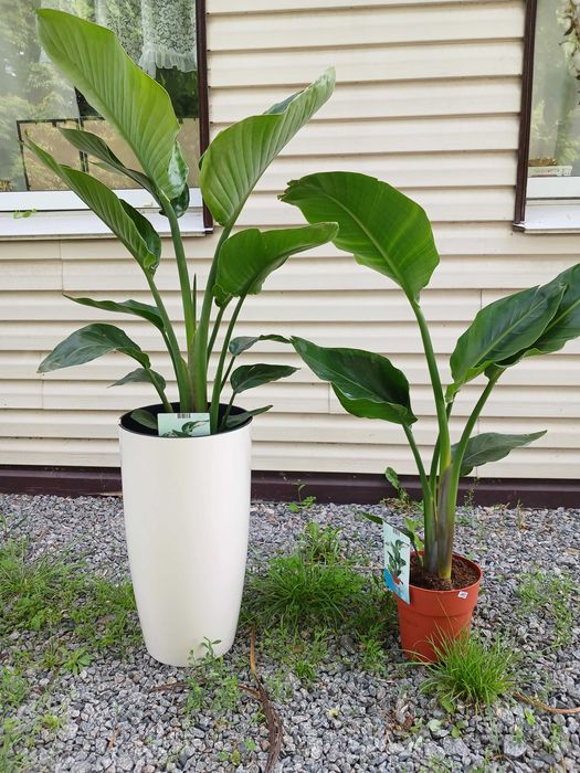 Квіти для інтерєру. Стреліція Миколая.