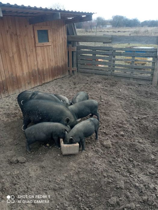 Поросята в`єтнамські