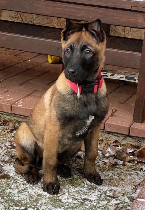 Бельгійська вівчарка ( Малінуа)