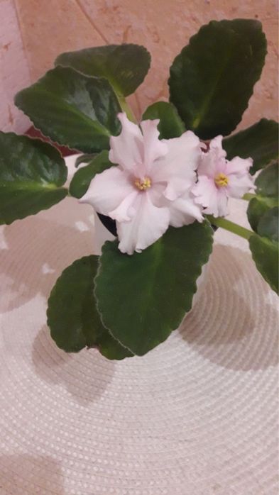 Сенполия крупноцветная