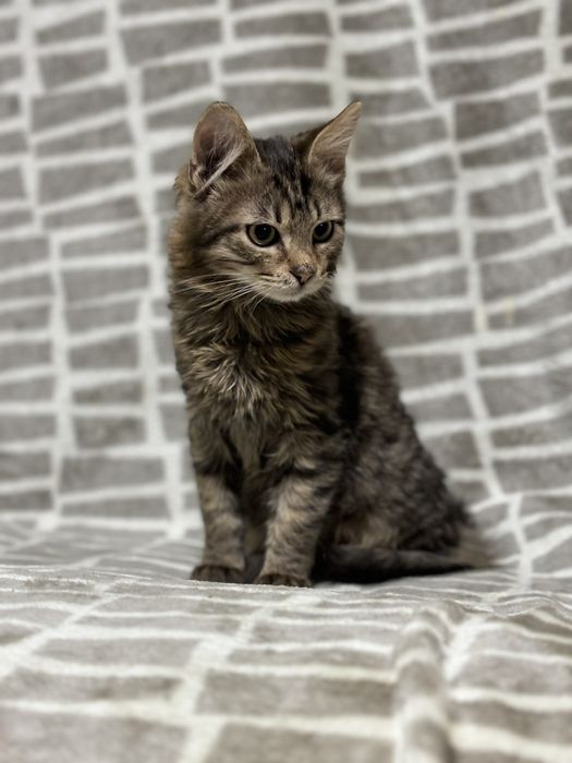 Кошеня хлопчик  2місяці