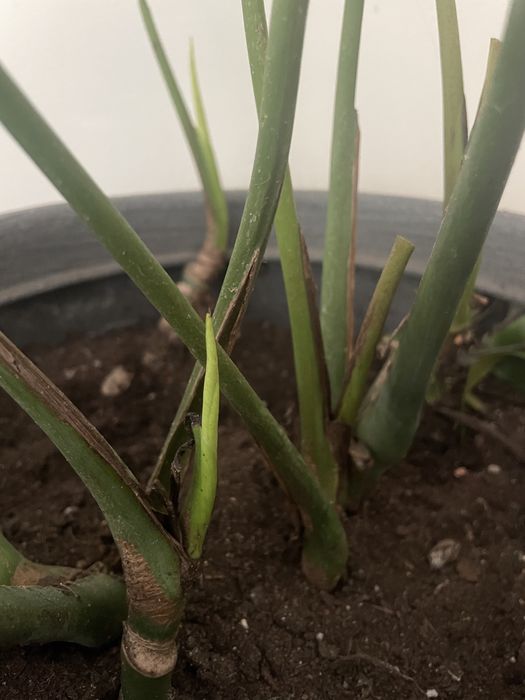 Vaso Grande | Large Pot