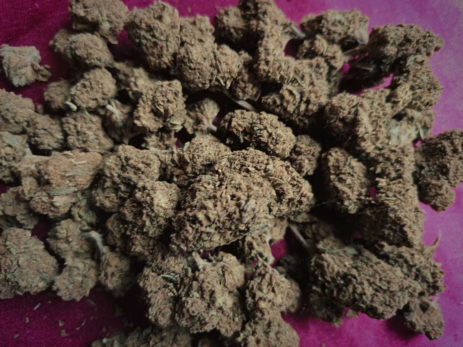 10 gram suszu CBD AK-47