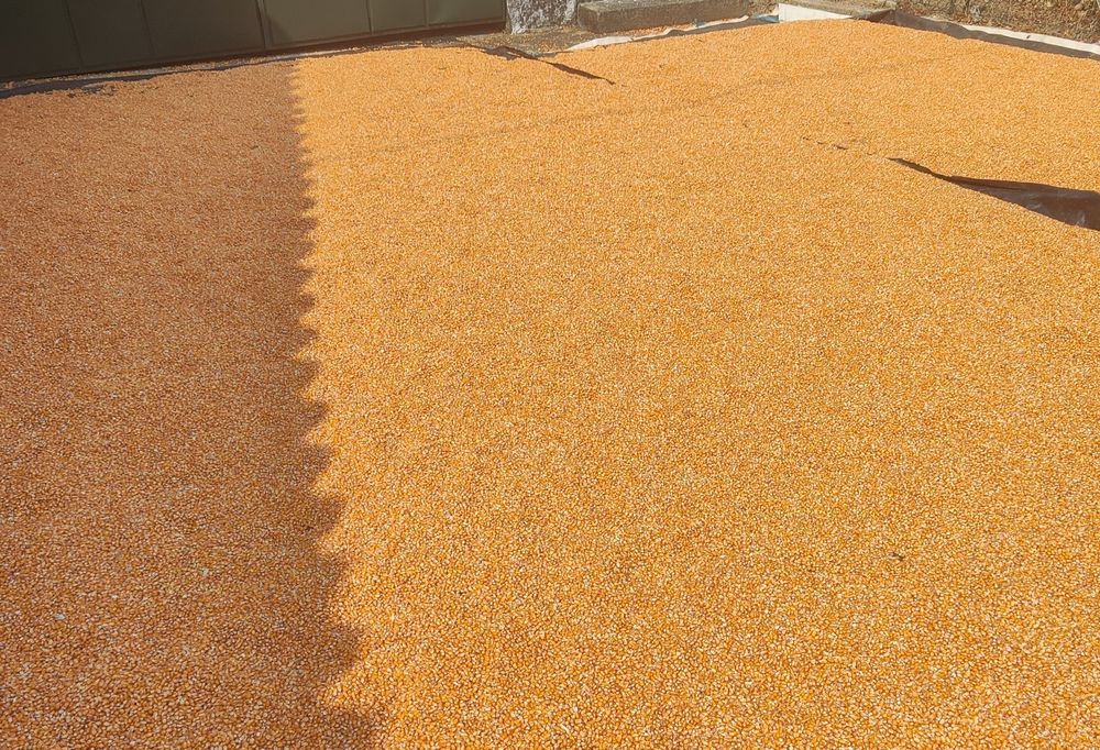 Milho miúdo, novo seco ao sol