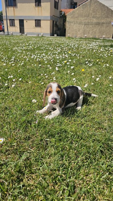 Beagle tricolor macho