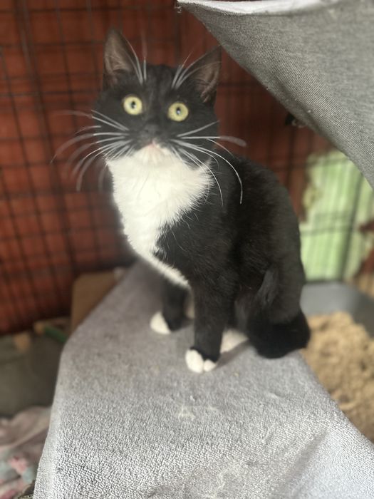 Koty z serca Kaszub polecają się do adopcji!