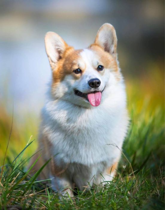 Продаються цуценята Вельш Коргі пемброк