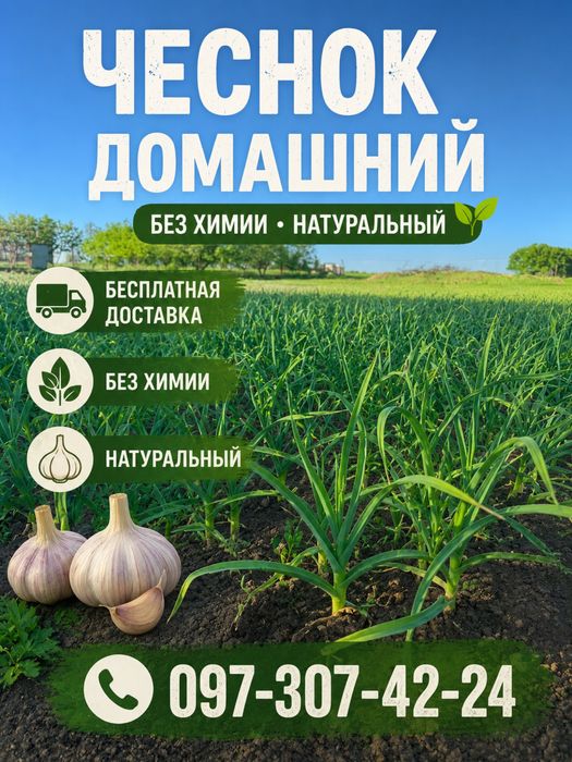 Продам Чеснок Любаша Домашний, Днепр