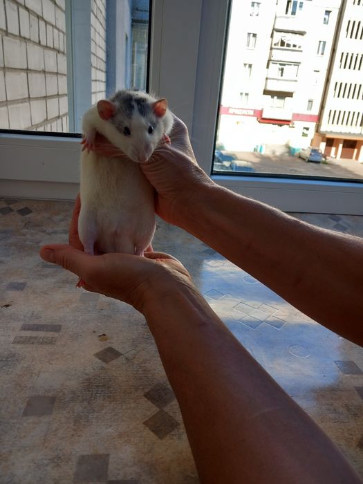 Крысята  домашние декоративные