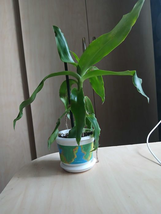 Кімнатні рослини (Вазони )