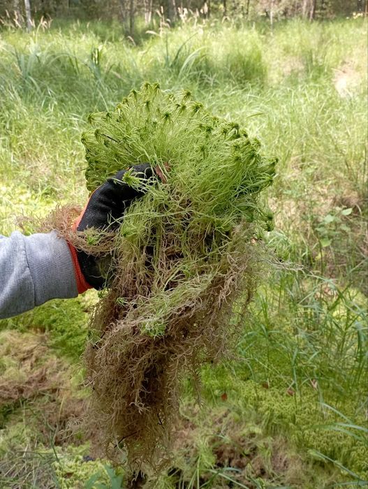 свіжий та сухий мох сфагнум