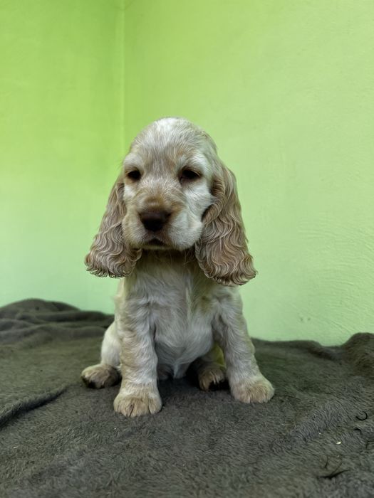 Cocker spaniel angielski ostatnia suczka
