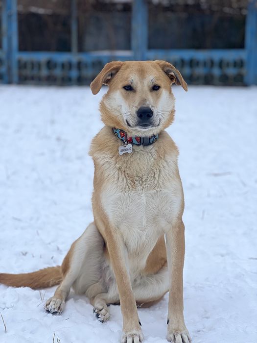 Стёпушка шукає родину