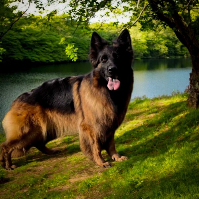 owczarek niemiecki , owczarki niemieckie