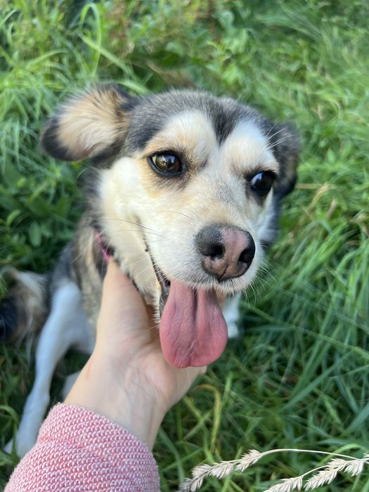 Suczka Leia szuka domku