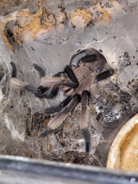 Dorosły samiec Chilobrachys natanicharum