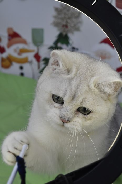 Британські кошенята срібна шиншила