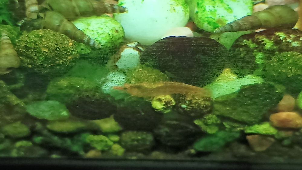 Lindos Camarões Neocaridina promoção