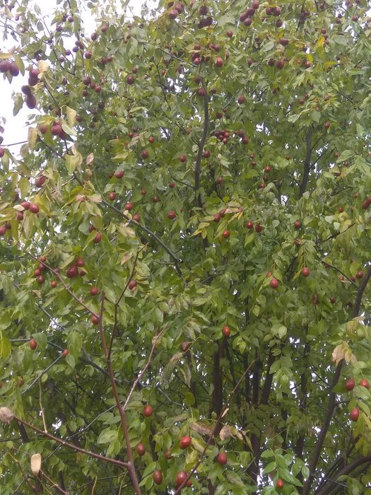 Саженец унаби,зизифус,китайский финик