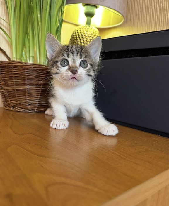 Осуществим вашу мечту !Киев,доставка!