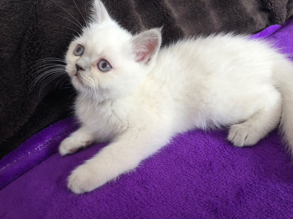 Macho Scottish Straight Lilac Point