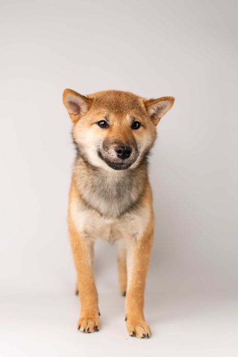 Хлопчик шиба іну готовий до переїзду