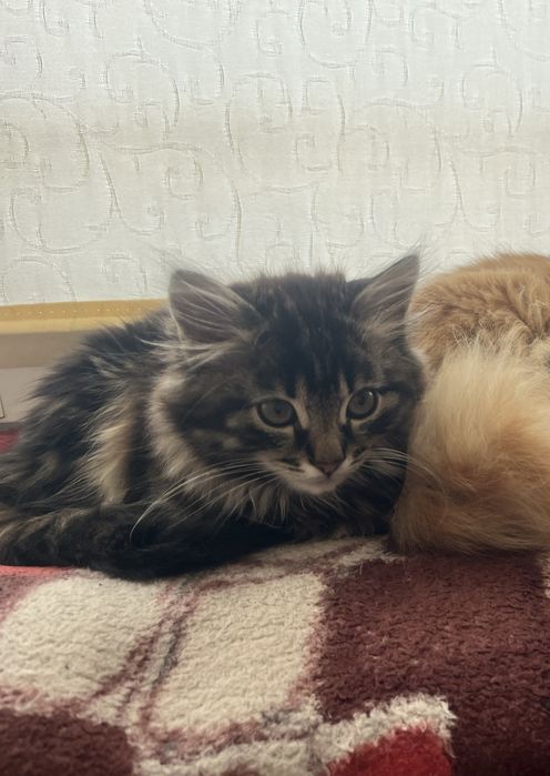 Пухнастий друг у пошуках нового дому