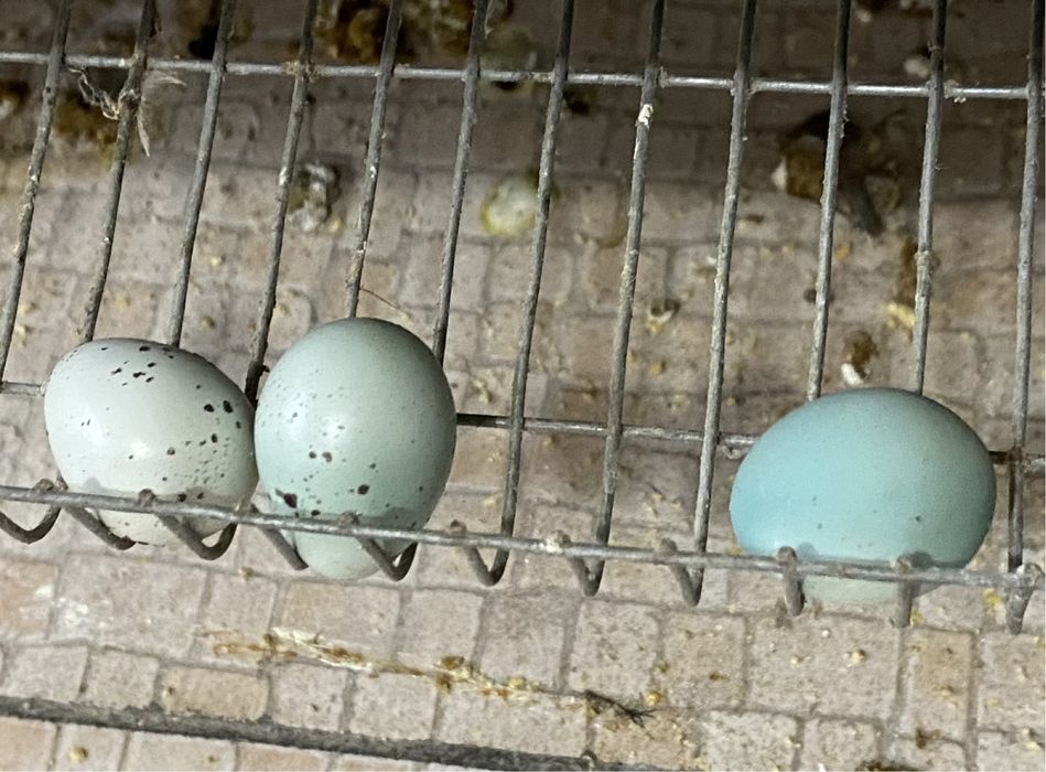 Ovos de codorniz