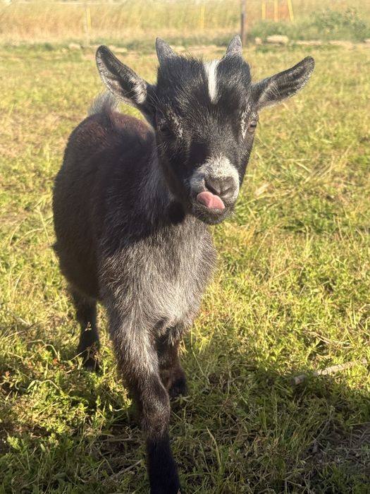 Cabrito anao (macho)