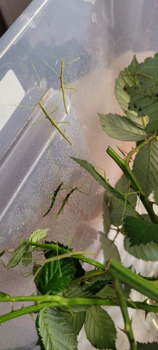 Oddam młode patyczaki w dobre ręce