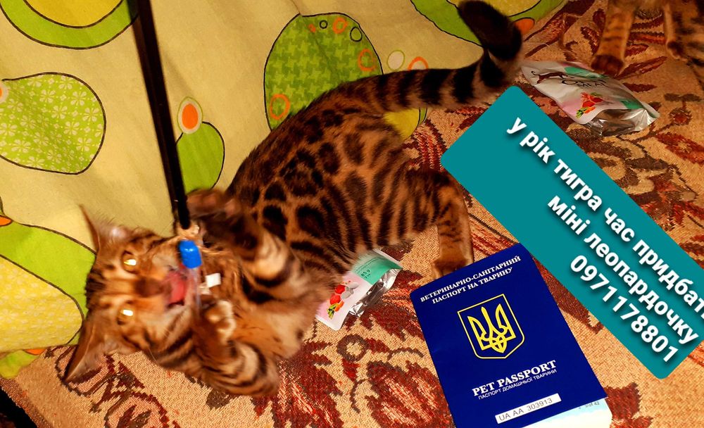 Початок літа час придбати міні-леопардочку