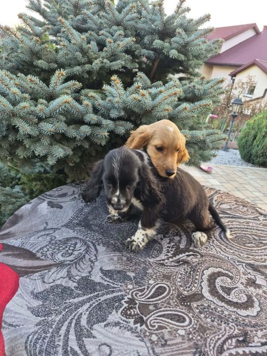 Suczka Cocker spaniel sprzedam
