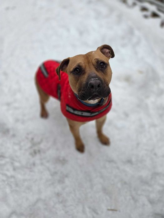 ARIA - Schronisko dla Zwierząt w Ostródzie