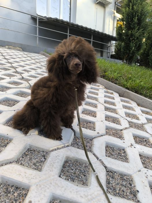 Дітки шоколадки той пудель