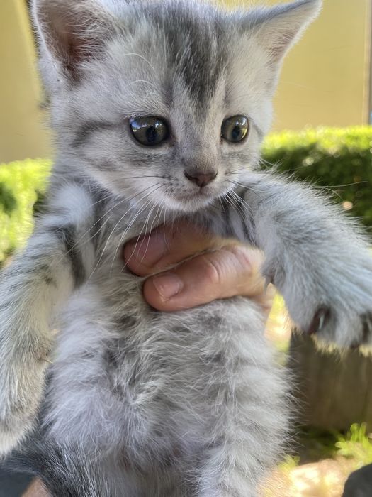 Кошеня в добрі руки